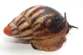 Archachatina marginata grevillei Cameroon striped adult
